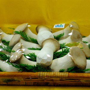 자애원 식구들이 재배하는 무농약 새송이버섯 2kg(선물세트)